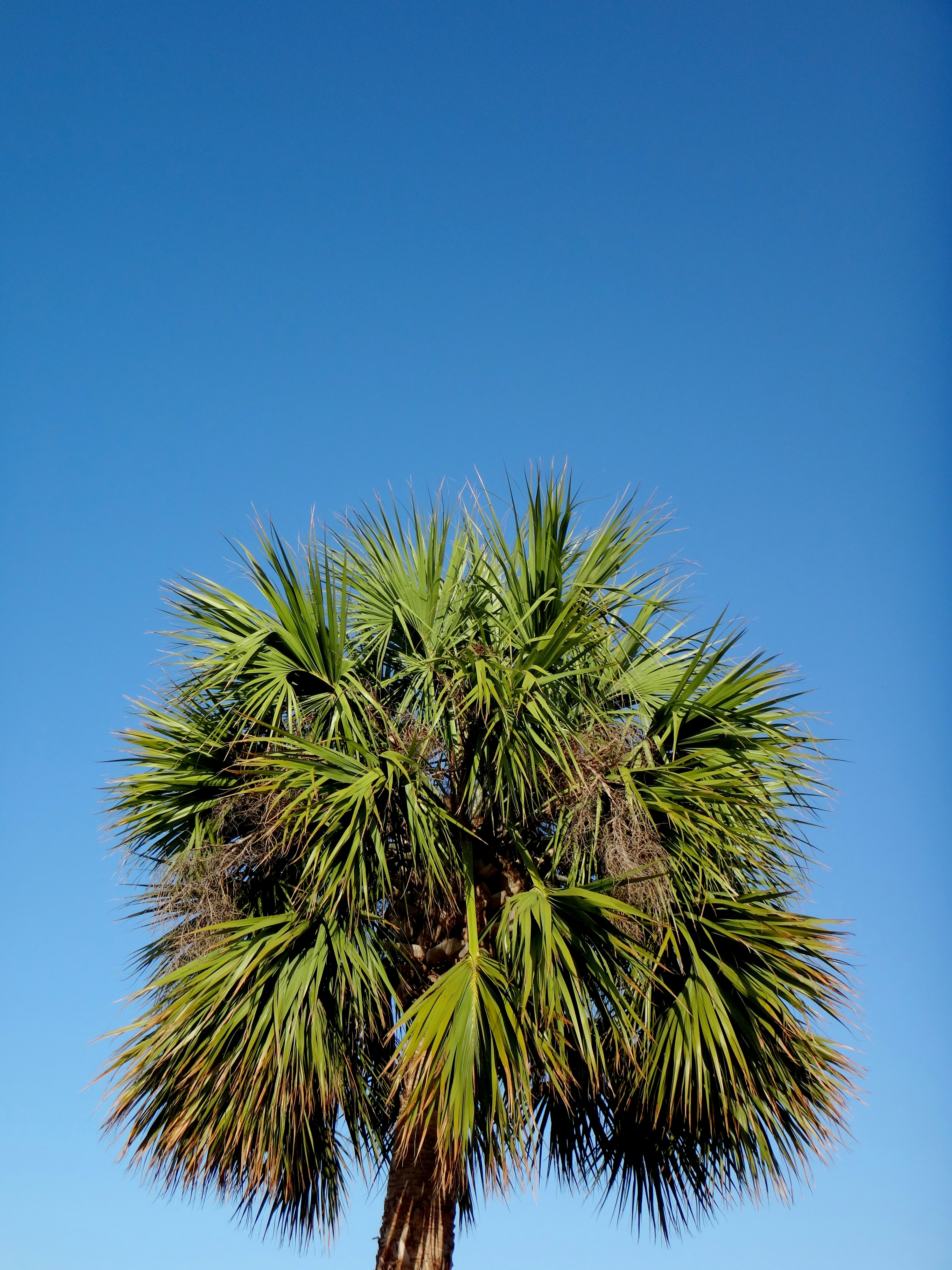 green palm tree under blue sky